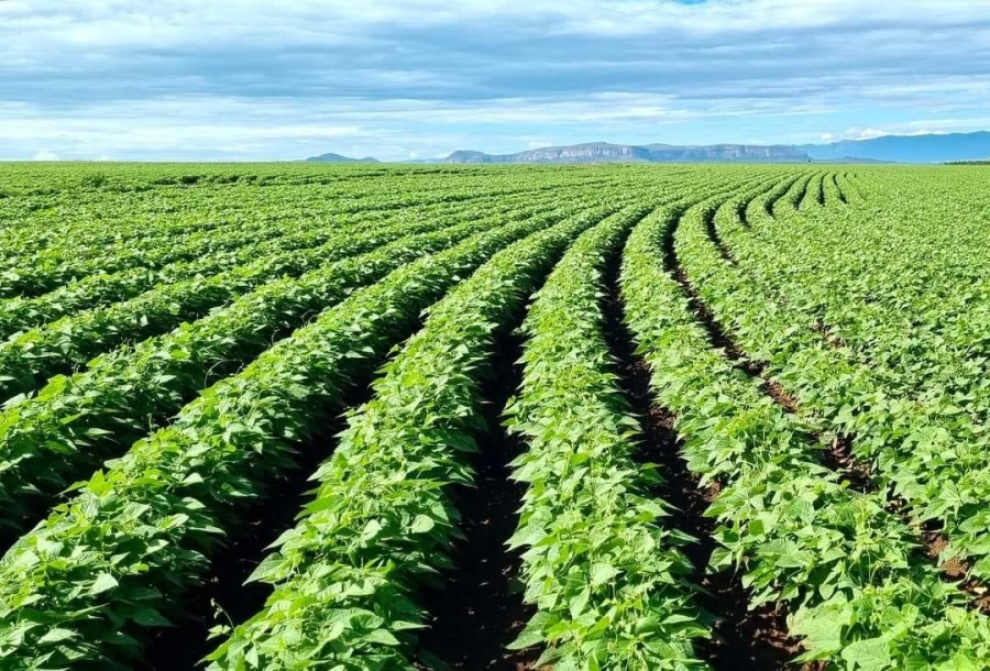 Commercial Property for Sale in Kestell Rural Free State